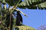 Musa × paradisiaca