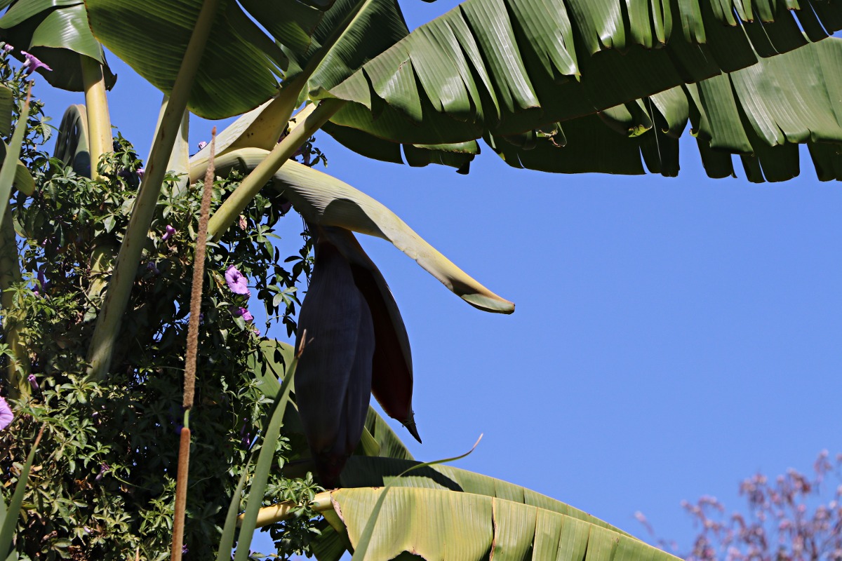 Musa × paradisiaca