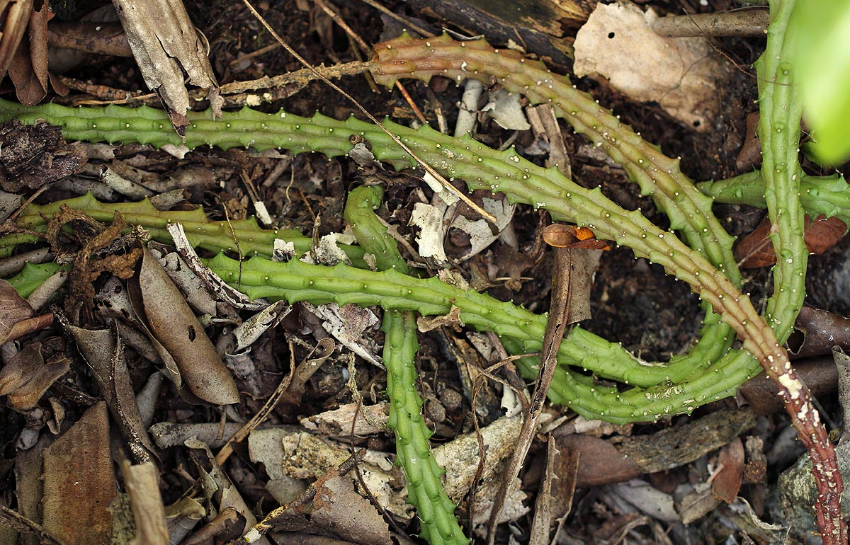 Huernia verekeri subsp. pauciflora