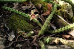Huernia verekeri subsp. pauciflora