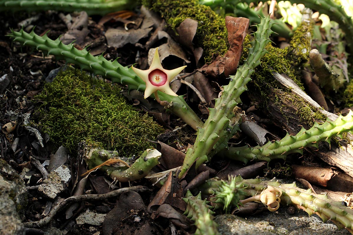 Huernia verekeri subsp. pauciflora