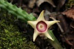 Huernia verekeri subsp. pauciflora