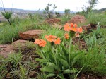 Crossandra greenstockii