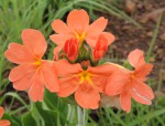 Crossandra greenstockii