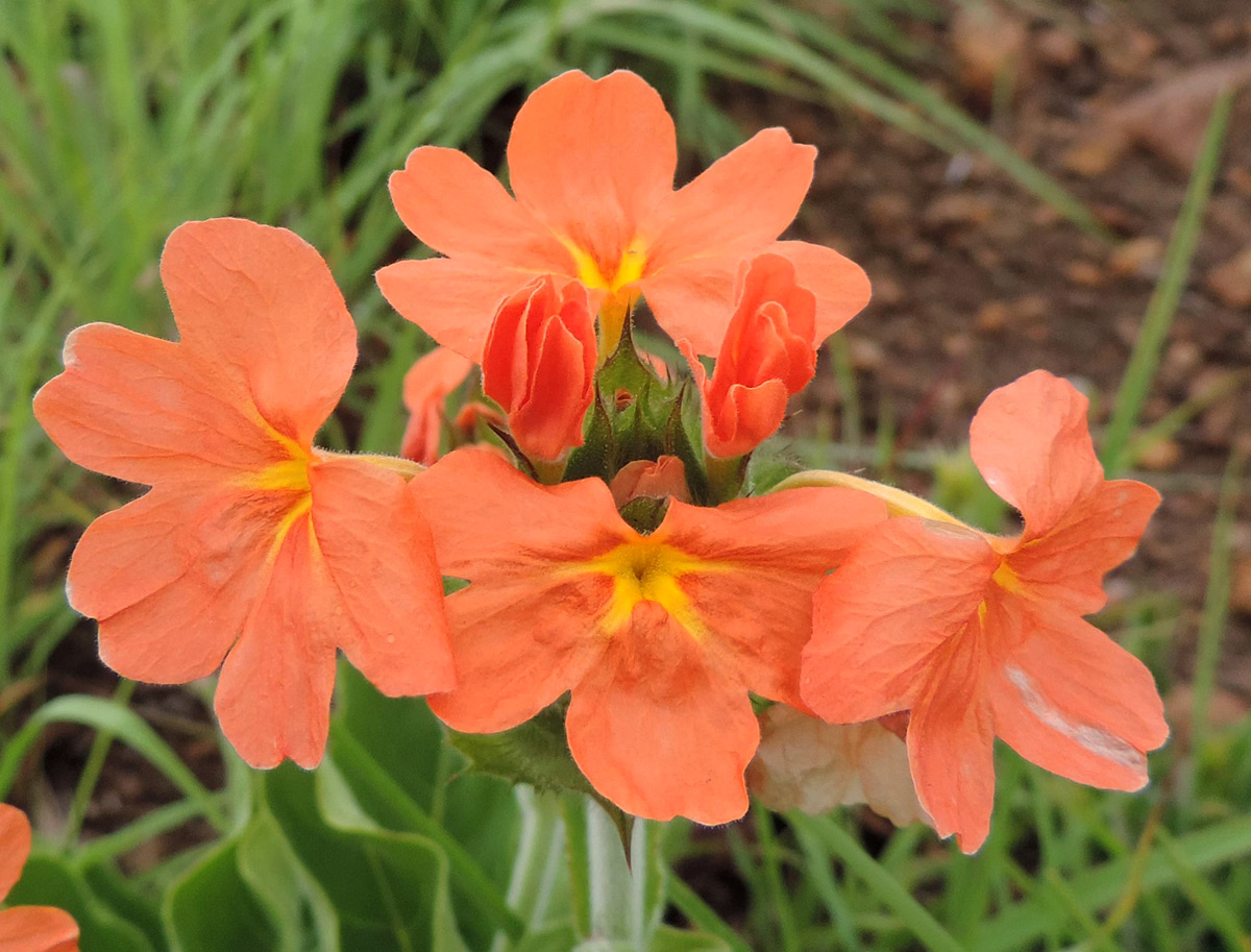 Crossandra greenstockii