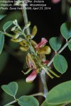 Indigofera tinctoria var. tinctoria