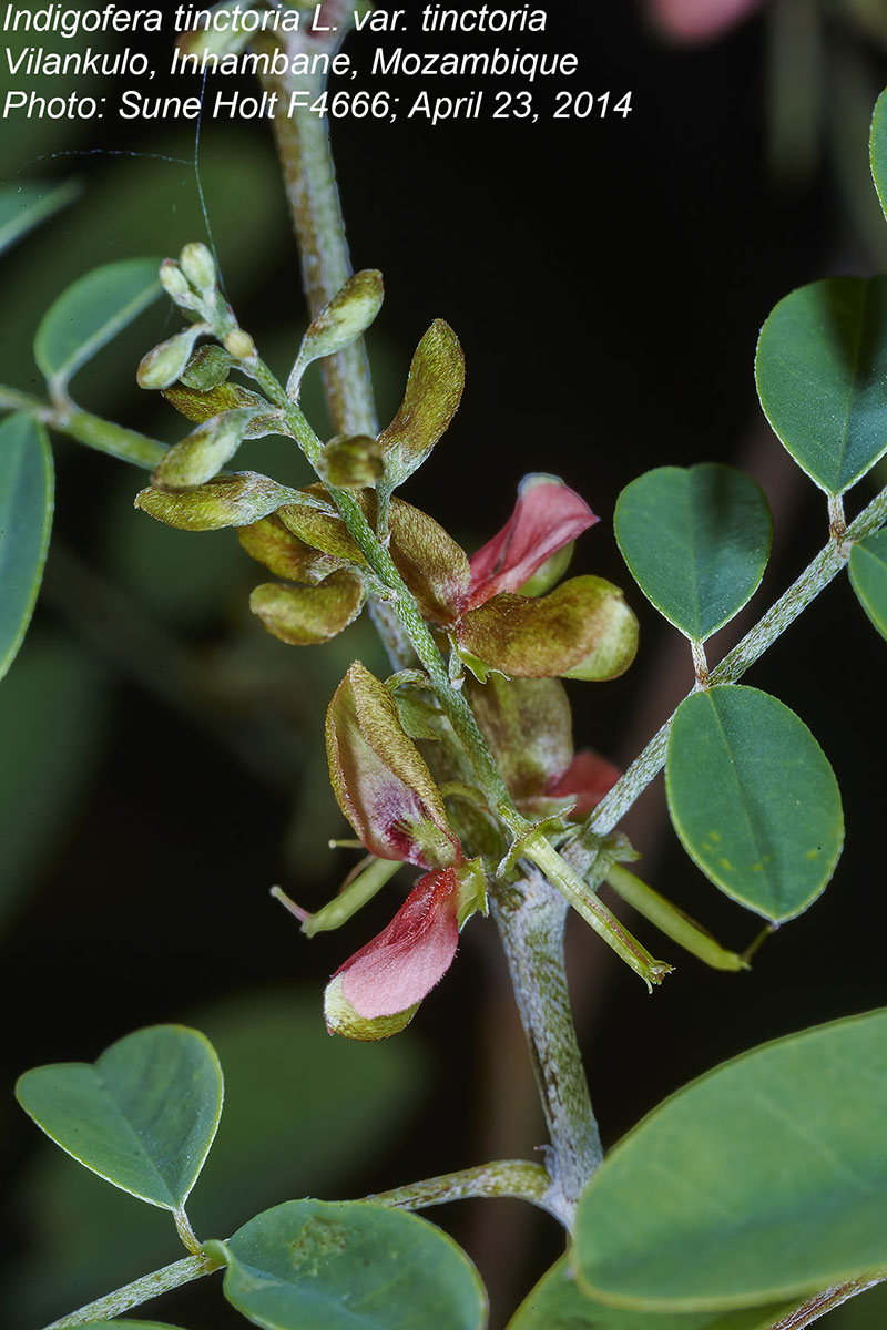 Indigofera tinctoria var. tinctoria