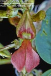 Indigofera tinctoria var. tinctoria
