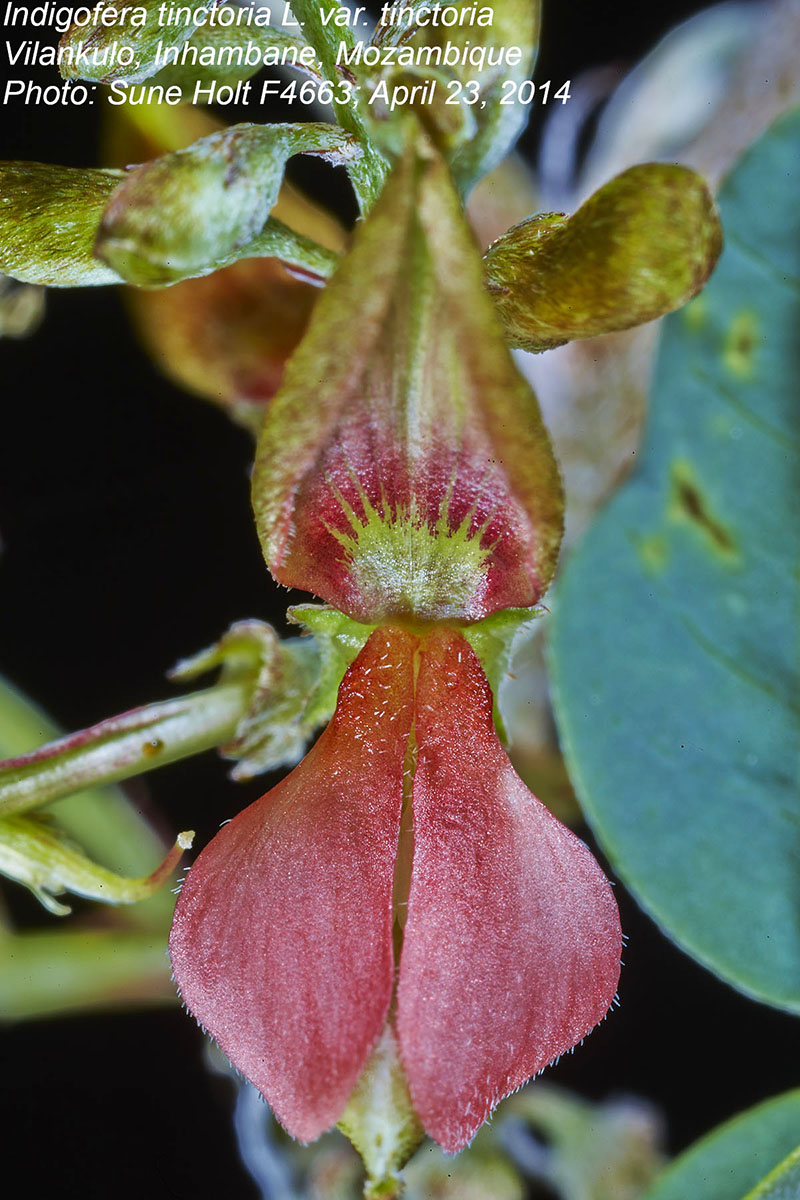 Indigofera tinctoria var. tinctoria