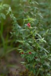 Indigofera kuntzei