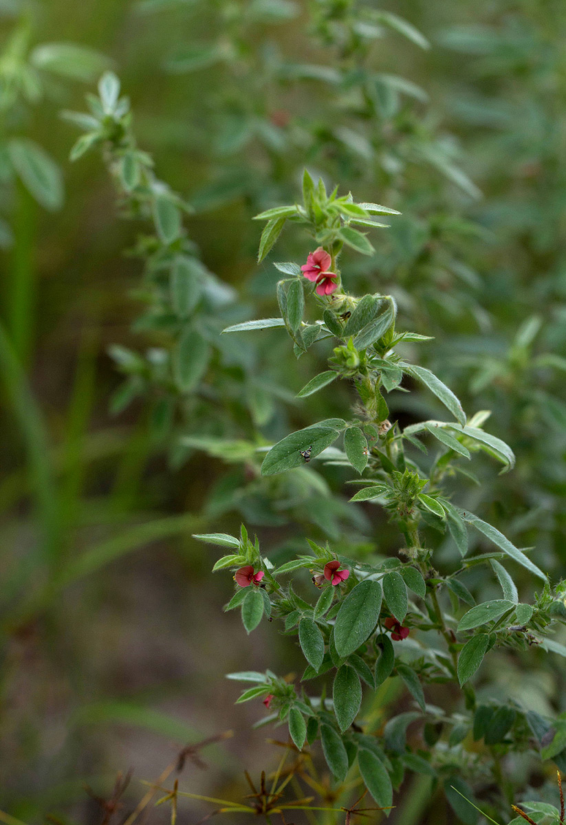Indigofera kuntzei