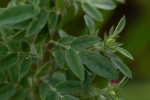 Indigofera kuntzei