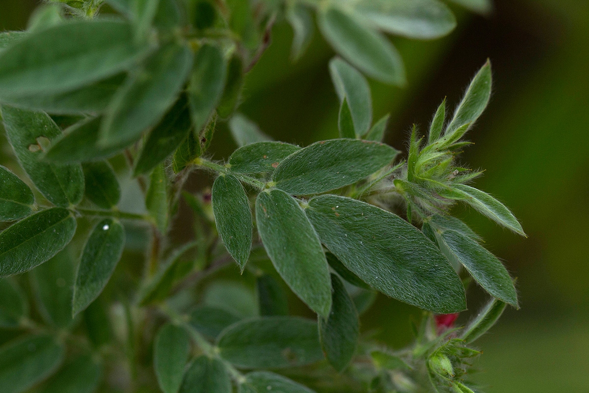 Indigofera kuntzei