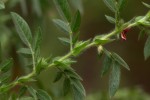 Indigofera kuntzei