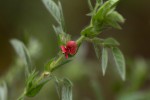 Indigofera kuntzei