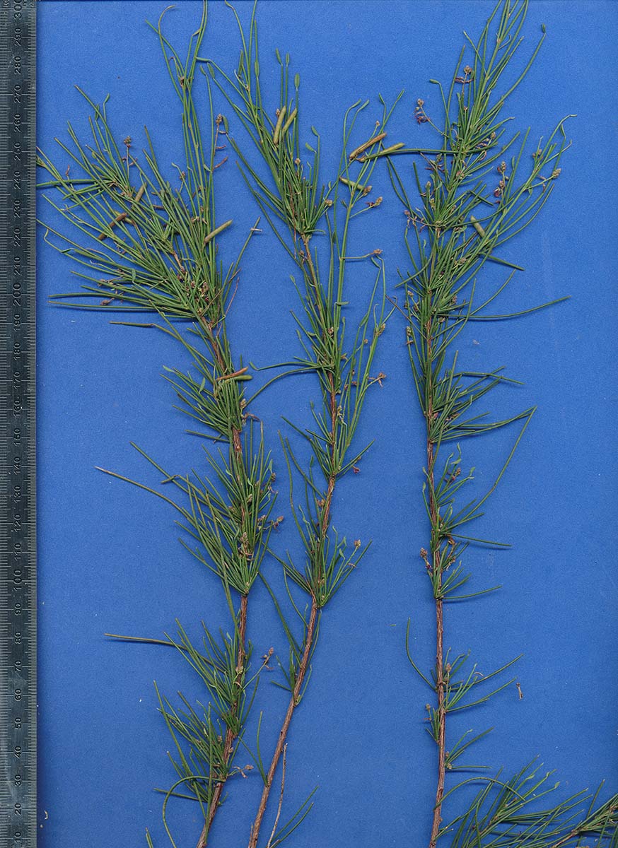 Indigofera podophylla