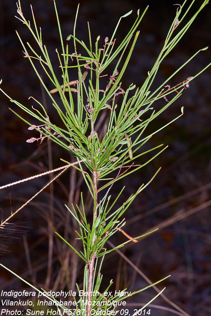 Indigofera podophylla
