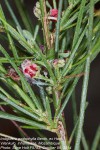 Indigofera podophylla