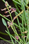 Indigofera podophylla