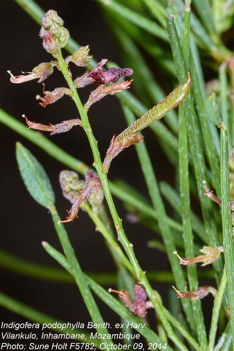 Indigofera podophylla