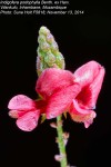 Indigofera podophylla