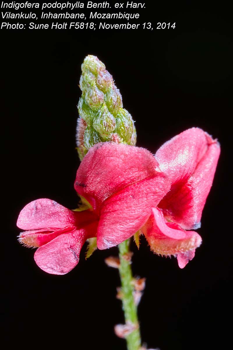 Indigofera podophylla