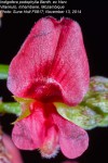 Indigofera podophylla