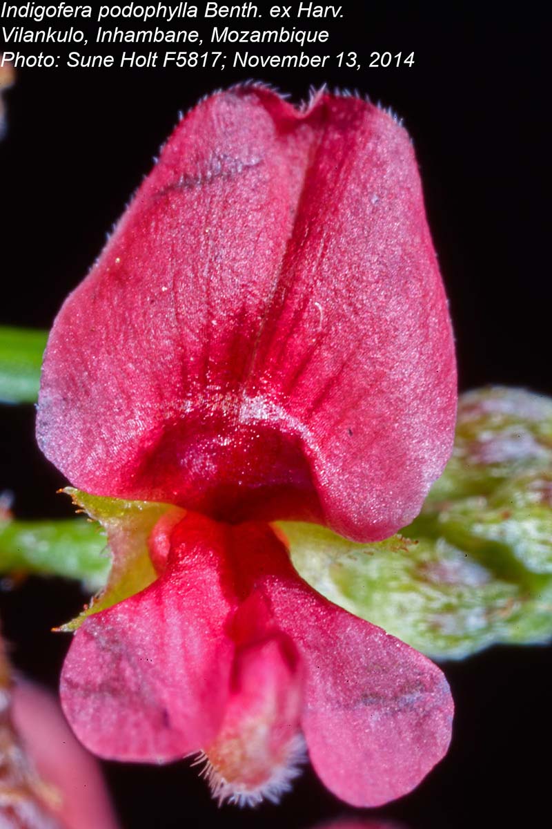 Indigofera podophylla