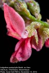 Indigofera podophylla
