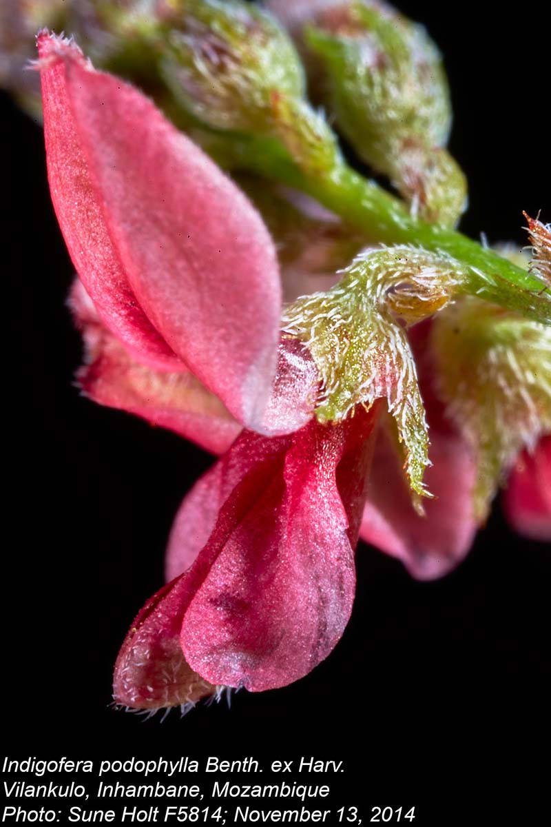 Indigofera podophylla