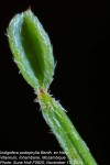Indigofera podophylla