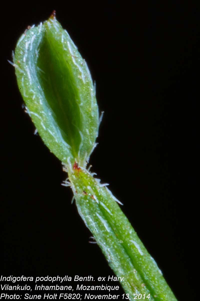 Indigofera podophylla