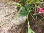 Indigofera wentzeliana