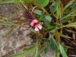 Indigofera wentzeliana