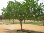 Millettia pinnata
