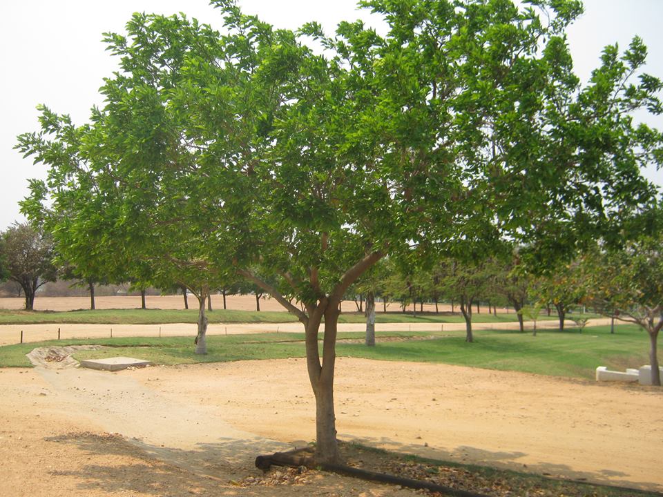Millettia pinnata