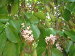 Millettia pinnata