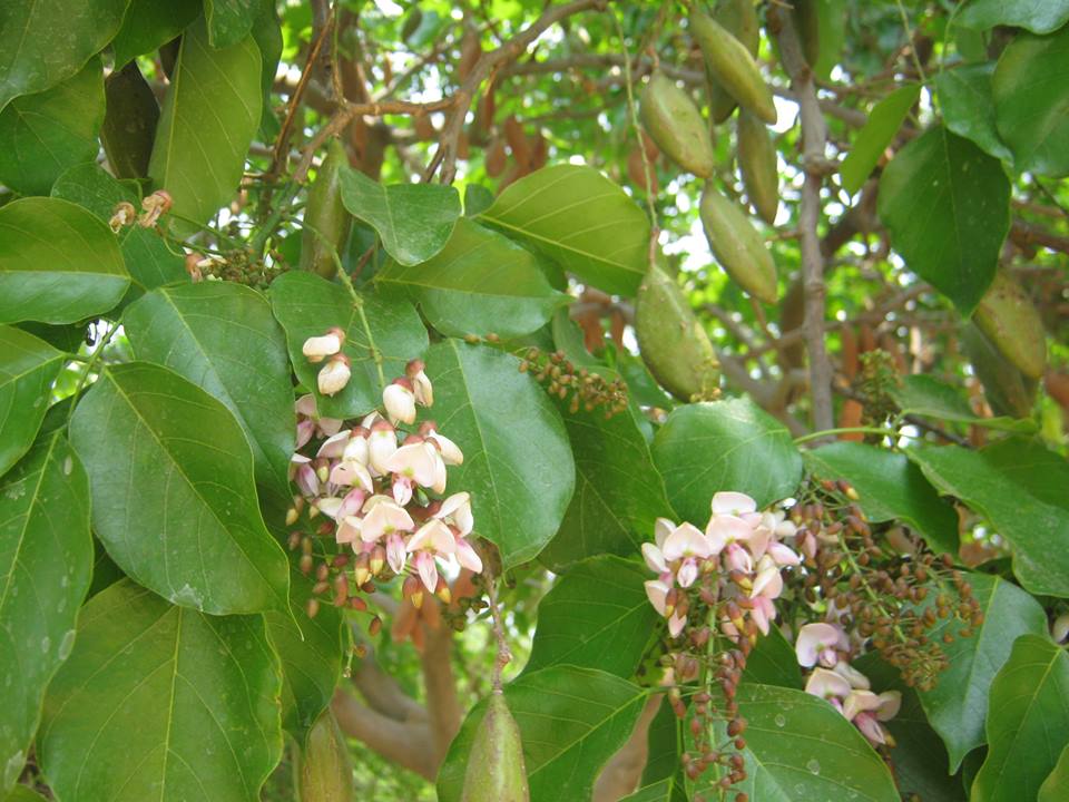 Millettia pinnata