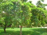 Millettia pinnata