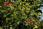 Clerodendrum splendens