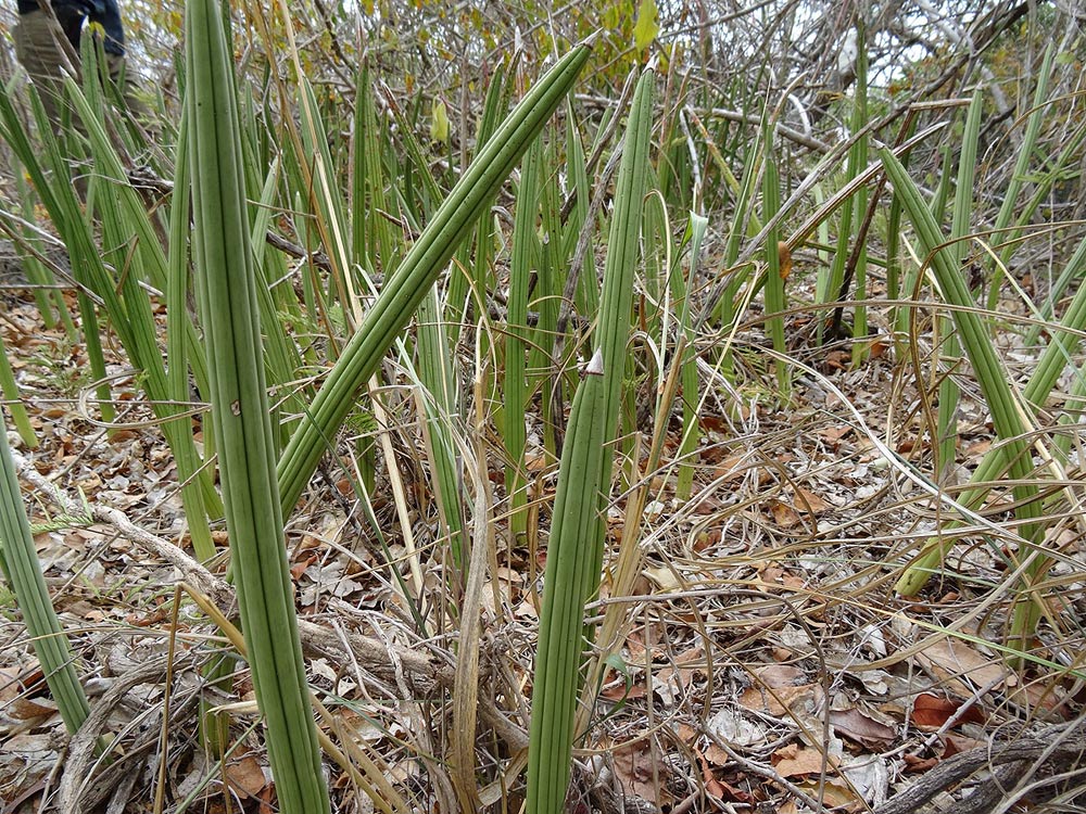 Sansevieria canaliculata