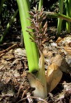 Sansevieria canaliculata