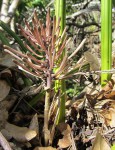 Sansevieria canaliculata