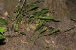 Sansevieria concinna