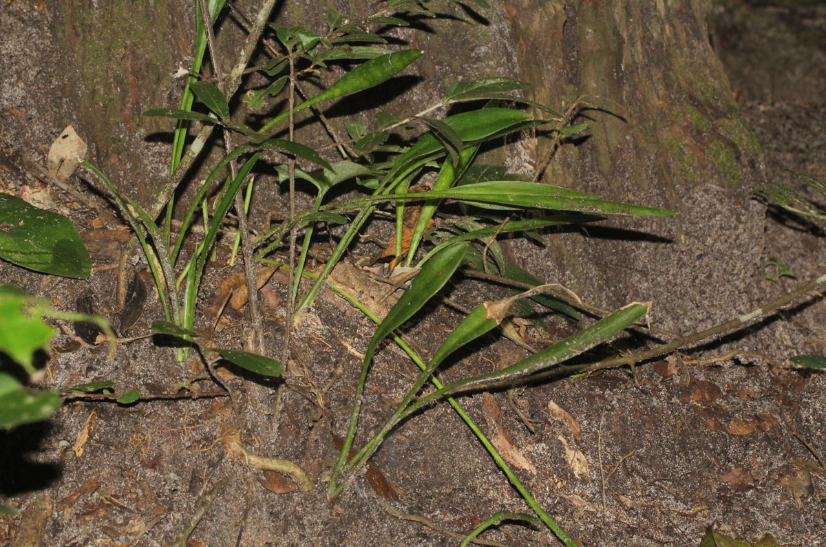 Sansevieria concinna