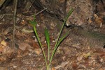 Sansevieria concinna