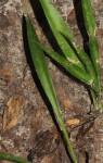Sansevieria concinna