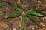Sansevieria concinna