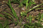 Sansevieria concinna