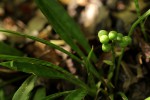 Sansevieria concinna